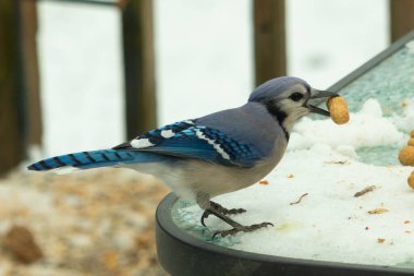 Bu güzel mavi karga burada, karların arasında gagasında fıstıkla duruyor. Bu kuş yiyeceğiyle havalanmak üzere. Bu korvitler mavi, beyaz ve siyah tüyleriyle çok güzel..