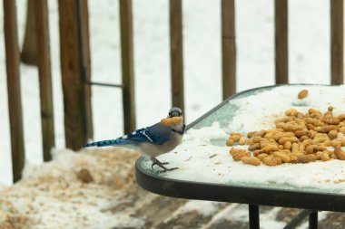 Bu güzel mavi karga bu resim için poz veriyor gibi görünüyor. Küçük Corvid 'in gagasında bir fıstık var ve bize gösteriyor gibi görünüyor. Bu kuşlar mavi, beyaz ve siyah tüyleriyle çok güzel..