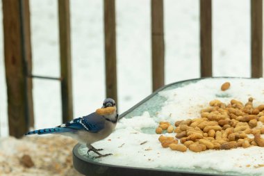 Bu güzel mavi karga bu resim için poz veriyor gibi görünüyor. Küçük Corvid 'in gagasında bir fıstık var ve bize gösteriyor gibi görünüyor. Bu kuşlar mavi, beyaz ve siyah tüyleriyle çok güzel..