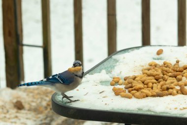 Bu güzel mavi karga bu resim için poz veriyor gibi görünüyor. Küçük Corvid 'in gagasında bir fıstık var ve bize gösteriyor gibi görünüyor. Bu kuşlar mavi, beyaz ve siyah tüyleriyle çok güzel..