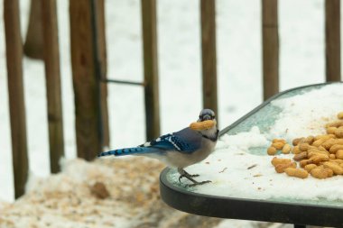 Bu güzel mavi karga bu resim için poz veriyor gibi görünüyor. Küçük Corvid 'in gagasında bir fıstık var ve bize gösteriyor gibi görünüyor. Bu kuşlar mavi, beyaz ve siyah tüyleriyle çok güzel..