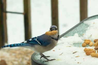 Bu güzel mavi karga bu resim için poz veriyor gibi görünüyor. Küçük Corvid 'in gagasında bir fıstık var ve bize gösteriyor gibi görünüyor. Bu kuşlar mavi, beyaz ve siyah tüyleriyle çok güzel..