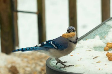 Bu güzel mavi karga bu resim için poz veriyor gibi görünüyor. Küçük Corvid 'in gagasında bir fıstık var ve bize gösteriyor gibi görünüyor. Bu kuşlar mavi, beyaz ve siyah tüyleriyle çok güzel..