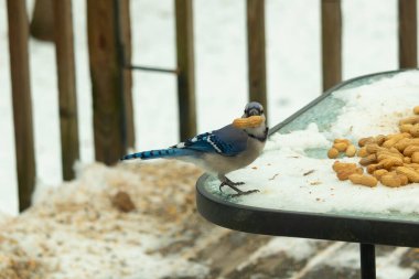 Bu güzel mavi karga bu resim için poz veriyor gibi görünüyor. Küçük Corvid 'in gagasında bir fıstık var ve bize gösteriyor gibi görünüyor. Bu kuşlar mavi, beyaz ve siyah tüyleriyle çok güzel..