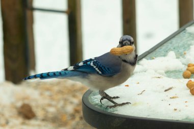 Bu güzel mavi karga bu resim için poz veriyor gibi görünüyor. Küçük Corvid 'in gagasında bir fıstık var ve bize gösteriyor gibi görünüyor. Bu kuşlar mavi, beyaz ve siyah tüyleriyle çok güzel..