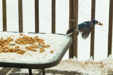 Bu güzel mavi kuş gagasında fıstıkla kardan havalanıyor. Renkli Corvid 'in kanatları açılıp bacakları aşağıda. Kalkış formunda ve neredeyse uçuyor..