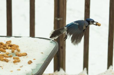 Bu güzel mavi kuş gagasında fıstıkla kardan havalanıyor. Renkli Corvid 'in kanatları açılıp bacakları aşağıda. Kalkış formunda ve neredeyse uçuyor..