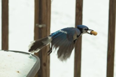 Bu güzel mavi kuş gagasında fıstıkla kardan havalanıyor. Renkli Corvid 'in kanatları açılıp bacakları aşağıda. Kalkış formunda ve neredeyse uçuyor..