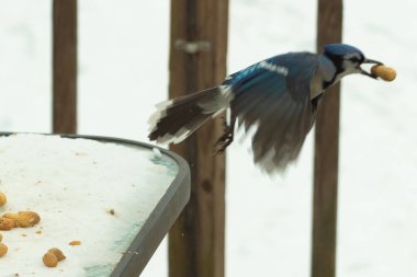 Bu güzel mavi kuş gagasında fıstıkla kardan havalanıyor. Renkli Corvid 'in kanatları açılıp bacakları aşağıda. Kalkış formunda ve neredeyse uçuyor..