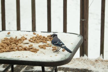 Bu güzel mavi alakarga kuşu cam sehpaya fıstık almaya geldi. Bu korvid siyah, mavi ve beyaz tüyleriyle çok güzel. Etrafı yiyeceklerle çevrili. Beyaz karlı bir arka plan var..