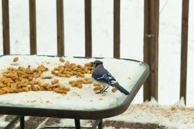 Bu güzel mavi alakarga kuşu cam sehpaya fıstık almaya geldi. Bu korvid siyah, mavi ve beyaz tüyleriyle çok güzel. Etrafı yiyeceklerle çevrili. Beyaz karlı bir arka plan var..