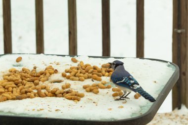Bu güzel mavi alakarga kuşu cam sehpaya fıstık almaya geldi. Bu korvid siyah, mavi ve beyaz tüyleriyle çok güzel. Etrafı yiyeceklerle çevrili. Beyaz karlı bir arka plan var.