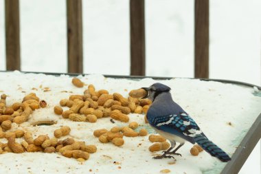Bu güzel mavi alakarga kuşu cam sehpaya fıstık almaya geldi. Bu korvid siyah, mavi ve beyaz tüyleriyle çok güzel. Etrafı yiyeceklerle çevrili. Beyaz karlı bir arka plan var.