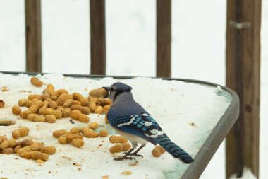 Bu güzel mavi alakarga kuşu cam sehpaya fıstık almaya geldi. Bu korvid siyah, mavi ve beyaz tüyleriyle çok güzel. Etrafı yiyeceklerle çevrili. Beyaz karlı bir arka plan var.