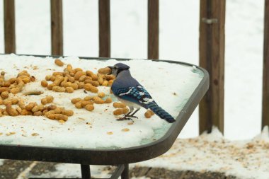 Bu güzel mavi alakarga kuşu cam sehpaya fıstık almaya geldi. Bu korvid siyah, mavi ve beyaz tüyleriyle çok güzel. Etrafı yiyeceklerle çevrili. Beyaz karlı bir arka plan var.