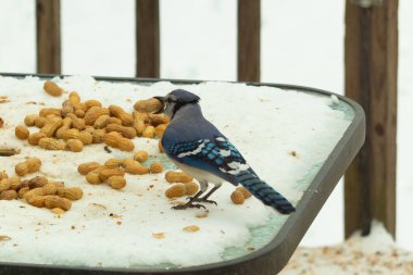 Bu güzel mavi alakarga kuşu cam sehpaya fıstık almaya geldi. Bu korvid siyah, mavi ve beyaz tüyleriyle çok güzel. Etrafı yiyeceklerle çevrili. Beyaz karlı bir arka plan var.