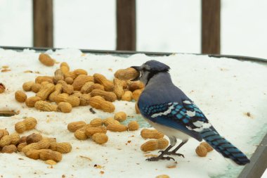 Bu güzel mavi alakarga kuşu cam sehpaya fıstık almaya geldi. Bu korvid siyah, mavi ve beyaz tüyleriyle çok güzel. Etrafı yiyeceklerle çevrili. Beyaz karlı bir arka plan var.