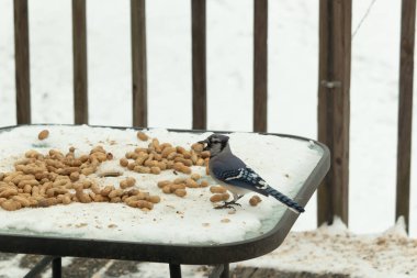 Bu güzel mavi alakarga kuşu cam sehpaya fıstık almaya geldi. Bu korvid siyah, mavi ve beyaz tüyleriyle çok güzel. Etrafı yiyeceklerle çevrili. Beyaz karlı bir arka plan var.