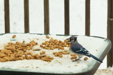 Bu güzel mavi alakarga kuşu cam sehpaya fıstık almaya geldi. Bu korvid siyah, mavi ve beyaz tüyleriyle çok güzel. Etrafı yiyeceklerle çevrili. Beyaz karlı bir arka plan var.