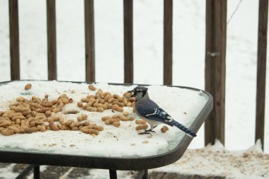 Bu güzel mavi alakarga kuşu cam sehpaya fıstık almaya geldi. Bu korvid siyah, mavi ve beyaz tüyleriyle çok güzel. Etrafı yiyeceklerle çevrili. Beyaz karlı bir arka plan var.