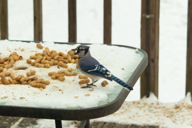 Bu güzel mavi alakarga kuşu cam sehpaya fıstık almaya geldi. Bu korvid siyah, mavi ve beyaz tüyleriyle çok güzel. Etrafı yiyeceklerle çevrili. Beyaz karlı bir arka plan var.
