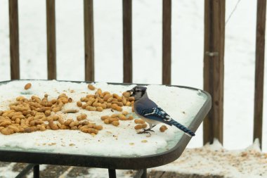 Bu güzel mavi alakarga kuşu cam sehpaya fıstık almaya geldi. Bu korvid siyah, mavi ve beyaz tüyleriyle çok güzel. Etrafı yiyeceklerle çevrili. Beyaz karlı bir arka plan var.