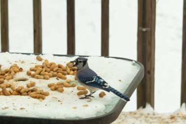 Bu güzel mavi alakarga kuşu cam sehpaya fıstık almaya geldi. Bu korvid siyah, mavi ve beyaz tüyleriyle çok güzel. Etrafı yiyeceklerle çevrili. Beyaz karlı bir arka plan var.