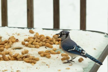 Bu güzel mavi alakarga kuşu cam sehpaya fıstık almaya geldi. Bu korvid siyah, mavi ve beyaz tüyleriyle çok güzel. Etrafı yiyeceklerle çevrili. Beyaz karlı bir arka plan var.
