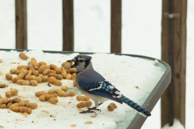 Bu güzel mavi alakarga kuşu cam sehpaya fıstık almaya geldi. Bu korvid siyah, mavi ve beyaz tüyleriyle çok güzel. Etrafı yiyeceklerle çevrili. Beyaz karlı bir arka plan var.
