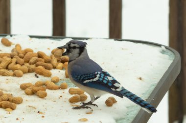 Bu güzel mavi alakarga kuşu cam sehpaya fıstık almaya geldi. Bu korvid siyah, mavi ve beyaz tüyleriyle çok güzel. Etrafı yiyeceklerle çevrili. Beyaz karlı bir arka plan var.