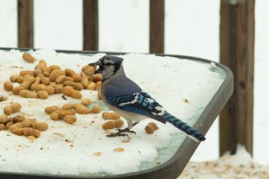 Bu güzel mavi alakarga kuşu cam sehpaya fıstık almaya geldi. Bu korvid siyah, mavi ve beyaz tüyleriyle çok güzel. Etrafı yiyeceklerle çevrili. Beyaz karlı bir arka plan var.