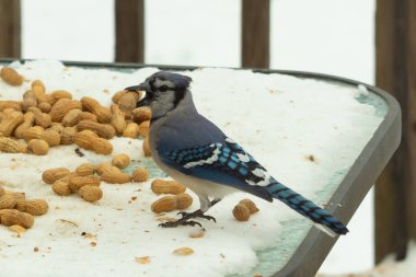 Bu güzel mavi alakarga kuşu cam sehpaya fıstık almaya geldi. Bu korvid siyah, mavi ve beyaz tüyleriyle çok güzel. Etrafı yiyeceklerle çevrili. Beyaz karlı bir arka plan var.