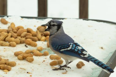 Bu güzel mavi alakarga kuşu cam sehpaya fıstık almaya geldi. Bu korvid siyah, mavi ve beyaz tüyleriyle çok güzel. Etrafı yiyeceklerle çevrili. Beyaz karlı bir arka plan var.