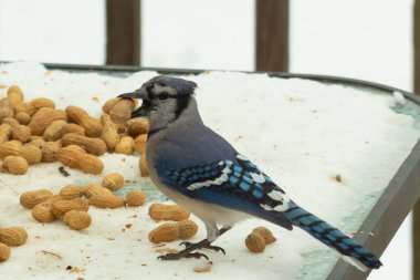 Bu güzel mavi alakarga kuşu cam sehpaya fıstık almaya geldi. Bu korvid siyah, mavi ve beyaz tüyleriyle çok güzel. Etrafı yiyeceklerle çevrili. Beyaz karlı bir arka plan var.