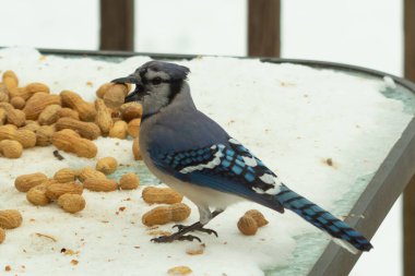 Bu güzel mavi alakarga kuşu cam sehpaya fıstık almaya geldi. Bu korvid siyah, mavi ve beyaz tüyleriyle çok güzel. Etrafı yiyeceklerle çevrili. Beyaz karlı bir arka plan var.