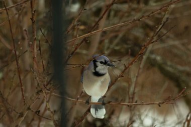 Bu mavi karga kuşu bu ağacın dallarına tünemiş. Kahverengi uzuvlar ve yapraksız dallar kış mevsimini gösteriyor. Bu korvid 'in güzel renkleri öne çıkıyor..