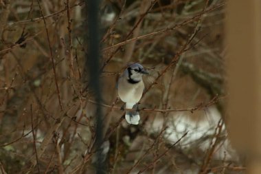 Bu mavi karga kuşu bu ağacın dallarına tünemiş. Kahverengi uzuvlar ve yapraksız dallar kış mevsimini gösteriyor. Bu korvid 'in güzel renkleri öne çıkıyor..