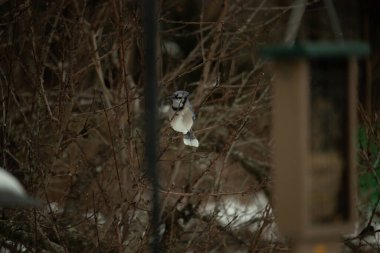 Bu mavi karga kuşu bu ağacın dallarına tünemiş. Kahverengi uzuvlar ve yapraksız dallar kış mevsimini gösteriyor. Bu korvid 'in güzel renkleri öne çıkıyor..