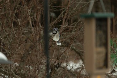 Bu mavi karga kuşu bu ağacın dallarına tünemiş. Kahverengi uzuvlar ve yapraksız dallar kış mevsimini gösteriyor. Bu korvid 'in güzel renkleri öne çıkıyor..