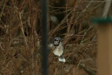 Bu mavi karga kuşu bu ağacın dallarına tünemiş. Kahverengi uzuvlar ve yapraksız dallar kış mevsimini gösteriyor. Bu korvid 'in güzel renkleri öne çıkıyor..