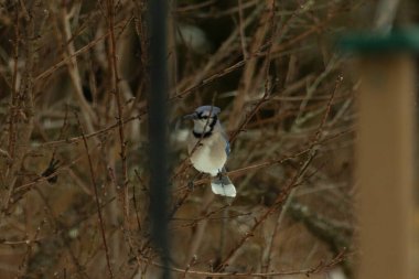 Bu mavi karga kuşu bu ağacın dallarına tünemiş. Kahverengi uzuvlar ve yapraksız dallar kış mevsimini gösteriyor. Bu korvid 'in güzel renkleri öne çıkıyor..