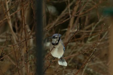 Bu mavi karga kuşu bu ağacın dallarına tünemiş. Kahverengi uzuvlar ve yapraksız dallar kış mevsimini gösteriyor. Bu korvid 'in güzel renkleri öne çıkıyor..