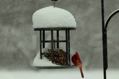 Bu güzel kırmızı kardinal, kar yağarken besleyiciye geldi. Onun parlak kırmızı renkleri etrafındaki beyaz kardan göze çarpıyor. Kara metal kafeste kuş yemi kekleri var..