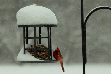 Bu güzel kırmızı kardinal, kar yağarken besleyiciye geldi. Onun parlak kırmızı renkleri etrafındaki beyaz kardan göze çarpıyor. Kara metal kafeste kuş yemi kekleri var..