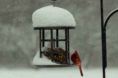 Bu güzel kırmızı kardinal, kar yağarken besleyiciye geldi. Onun parlak kırmızı renkleri etrafındaki beyaz kardan göze çarpıyor. Kara metal kafeste kuş yemi kekleri var..
