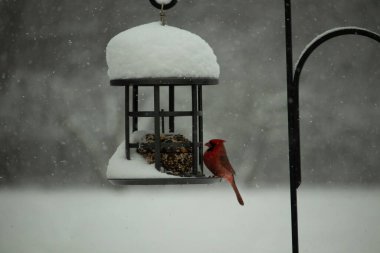 Bu güzel kırmızı kardinal, kar yağarken besleyiciye geldi. Onun parlak kırmızı renkleri etrafındaki beyaz kardan göze çarpıyor. Kara metal kafeste kuş yemi kekleri var..