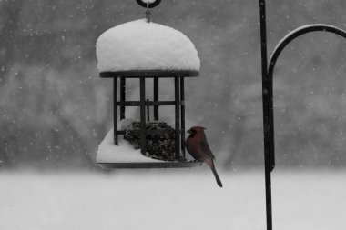 Bu güzel kırmızı kardinal, kar yağarken besleyiciye geldi. Onun parlak kırmızı renkleri etrafındaki beyaz kardan göze çarpıyor. Kara metal kafeste kuş yemi kekleri var..