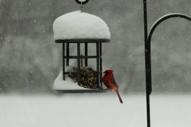 Bu güzel kırmızı kardinal, kar yağarken besleyiciye geldi. Onun parlak kırmızı renkleri etrafındaki beyaz kardan göze çarpıyor. Kara metal kafeste kuş yemi kekleri var..