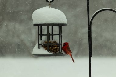 Bu güzel kırmızı kardinal, kar yağarken besleyiciye geldi. Onun parlak kırmızı renkleri etrafındaki beyaz kardan göze çarpıyor. Kara metal kafeste kuş yemi kekleri var..
