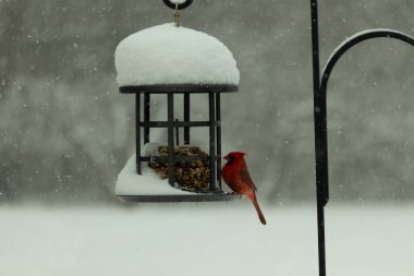 Bu güzel kırmızı kardinal, kar yağarken besleyiciye geldi. Onun parlak kırmızı renkleri etrafındaki beyaz kardan göze çarpıyor. Kara metal kafeste kuş yemi kekleri var..